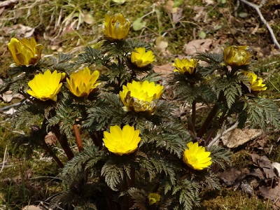 �������i�t�N�W���\�E�j