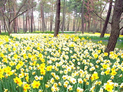 �X�C�Z���@����@��ĕ�