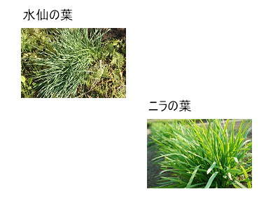 ����@�X�C�Z���@�j���@�Ő�