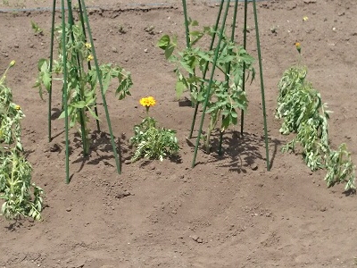 �l�R�u�Z���`���E�@�}���[�S�[���h