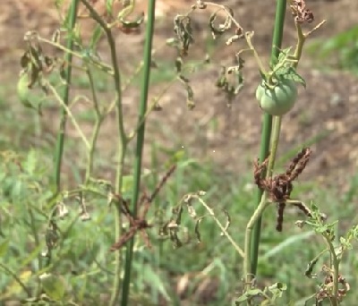 �ƒ�؉��@�A���Q