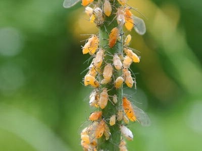 �A�u�����V