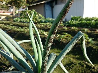 �A�u�����V�@�Q