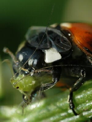 �A�u�����V�̓V�G