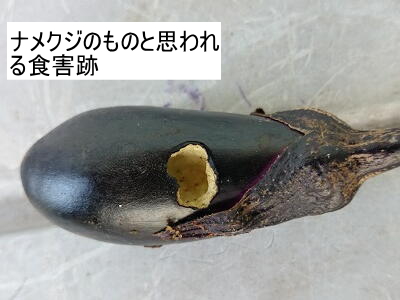 �i���N�W�̐H�Q��