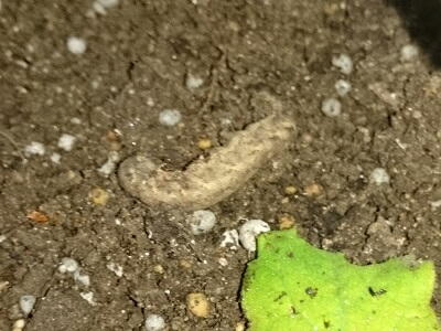 �l�L�����V