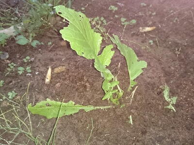 �l�L�����V�̔�Q