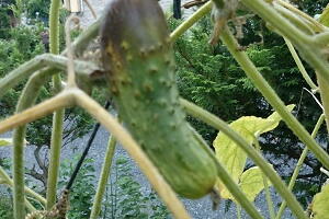 �a�C�̃L���E��