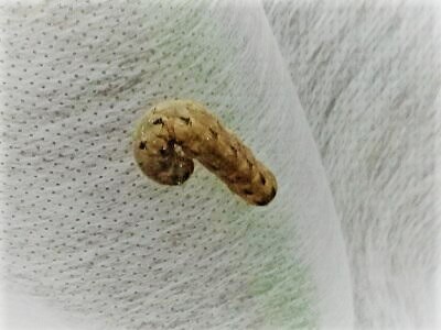 ���g�E���V