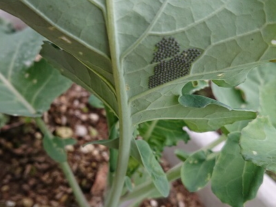 ���g�E���V�̗�