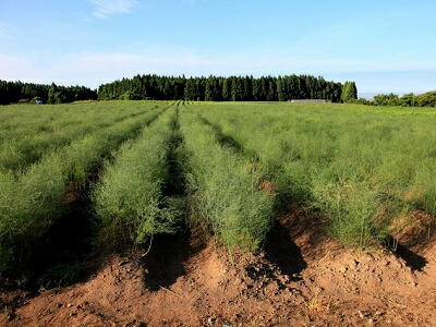 �A�X�p���K�X�@�͔|�@���