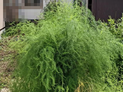 �A�X�p���K�X�@�͔|�@������