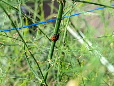 �W���E�V�z�V�N�r�i�K�n���V�@�A�X�p���K�X�@�Q��