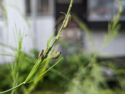 �A�X�p���K�X�@�@�W���E�V�z�V�N�r�i�K�n���V