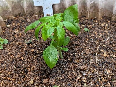 �o�W���@��܂��@�A���t��