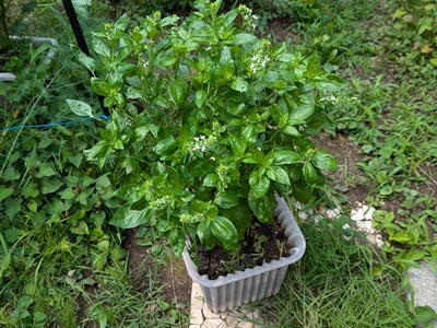 �o�W���@�v�����^�[�@�͔|�@��ĕ�