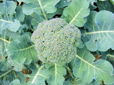 �u���b�R���[�@�J���t�����[�@���n