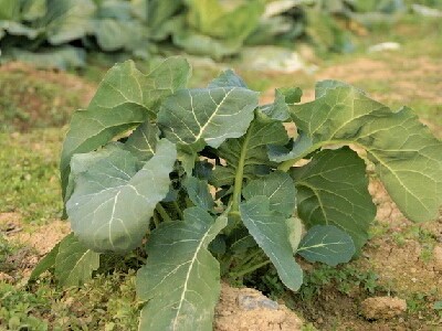 �u���b�R���[�@�J���t�����[�@�͔|�@���