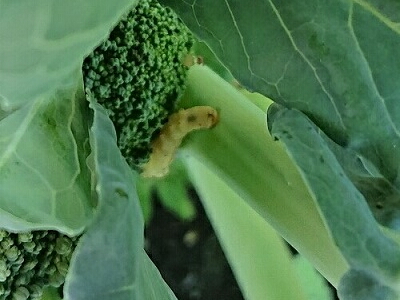 �u���b�R���[�@�͔|�@���s�@�A�I���V�@���g�E���V�@�l�L�����V