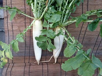 �ƒ�؉��@�卪