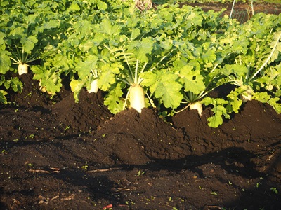 �卪�@�ƒ�؉��@���n