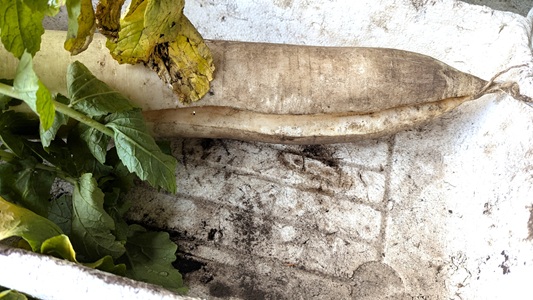 �卪�@���������