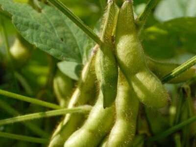 �}���@�͔|�@��ĕ�