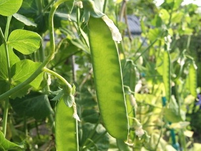 �X�i�b�v�G���h�E�@��ĕ��@�͔|