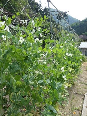 �X�i�b�v�G���h�E�@�G���h�E�@�x���@����@�U��