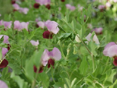 �ƒ�؉��@�T���G���h�E�@��