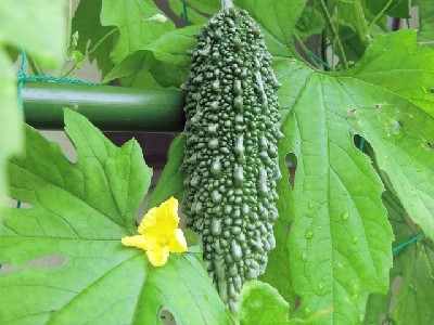 �ƒ�؉��@�S�[���@�j�K�E���@�͔|�@��ĕ�