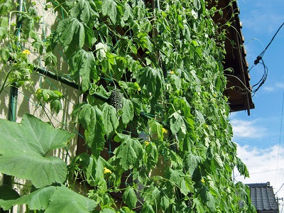 �S�[���@�͔|�@�l�b�g�̒�����@�΂̃J�[�e��