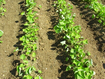 �S�{�E�@���ڂ��@�͔|