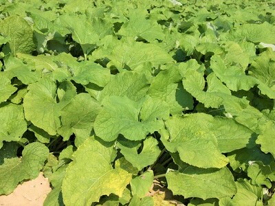 �S�{�E�@���ڂ��@�͔|�@�}�j���A��