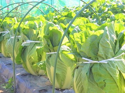 ���؁@�͔|�@���΂�