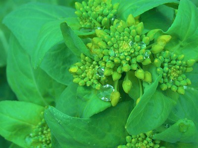 ���؁@�͔|�@���s