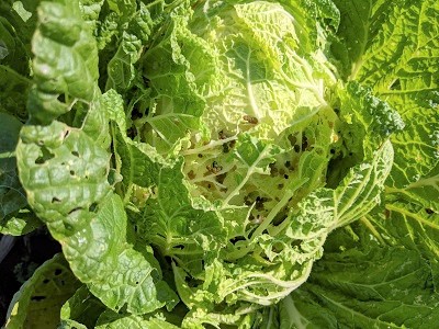 ���؁@�͔|�@���s