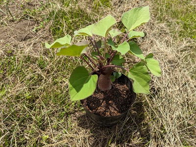 ���܂����@�T�c�}�C���@���