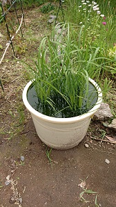 �ā@�o�P�c�͔|