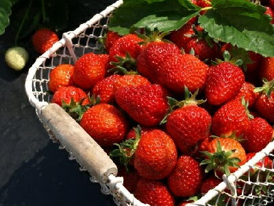 �������@�C�`�S�@�͔|