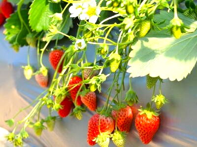 �C�`�S�@�������@�͔|�@���n