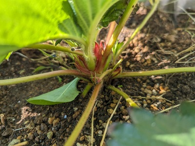 �C�`�S�@�ƒ�؉��@�N���E��