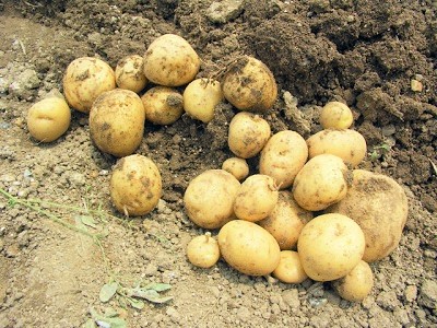 �W���K�C���@���Ⴊ�����@�͔|