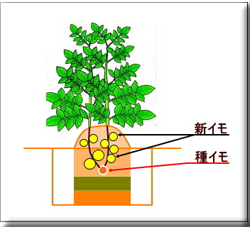 ���Ⴊ�����@�W���K�C���@�͔|�@�y��