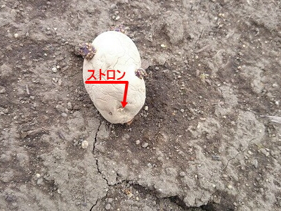 ���Ⴊ�����@�͔|�@