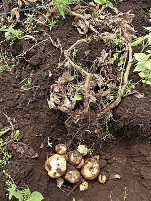 �W���K�C���@�͔|�@���n