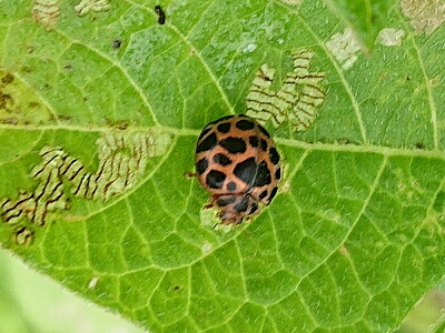 �e���g�E���V�_�}�V