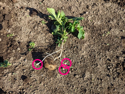 �W���K�C���@�͔|�@���n