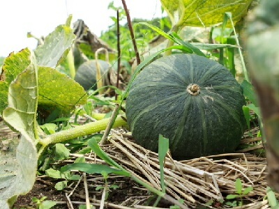 �J�{�`���@�͔|�@��ĕ�