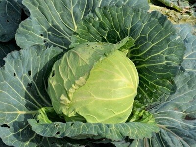 �L���x�c�@�͔|